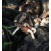 Botanist doll outift LIMITED【XiaXia handmade】MSD 1/4 size BJD doll outfit set