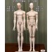 53cm special 1/4 size Boy Doll Body【DF-A】BJD MSD 1/4 53cm size special boy doll body