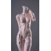 68 Siren girl Doll Body LIMITED【Coral Reef】BJD SD17 1/3 size 68cm girl doll body 68 Siren girl Doll Body LIMITED【Coral Reef】BJD SD17 1/3 size 68cm girl doll body