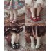 Gift Box doll shoes LIMITED【D-boy的矮人国】1/3 1/4 1/6 size Azone OB24 size BJD doll use