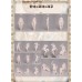 1/4 size Polly doll BODY LIMITED【D-Lan Doll】1/4 MSD size BJD girl doll body 39cm 1/4 size Polly doll BODY LIMITED【D-Lan Doll】1/4 MSD size BJD girl doll body 39cm